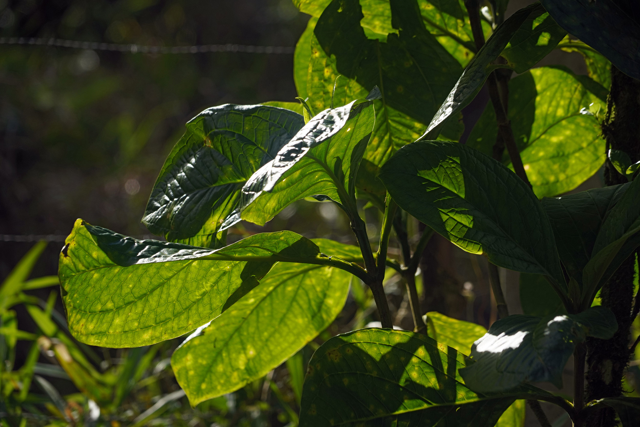 Costa Rica - Février 2025